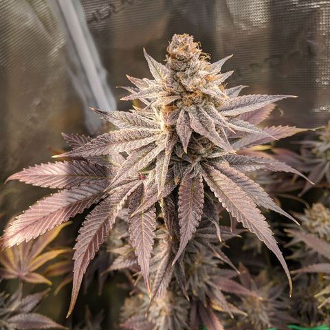 Pineapple Muffin growlog timeline photo