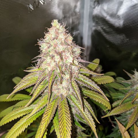 Humboldt Sour Diesel growlog timeline photo