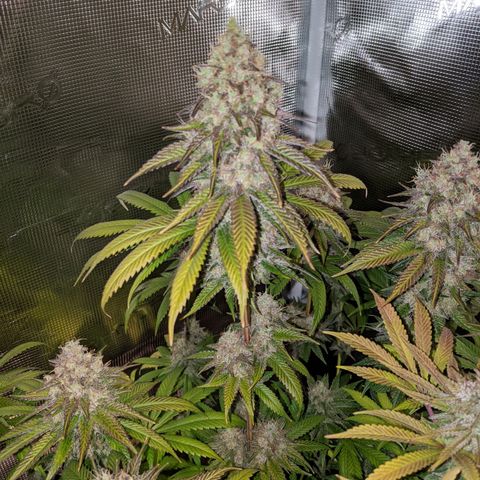 Humboldt Sour Diesel growlog timeline photo