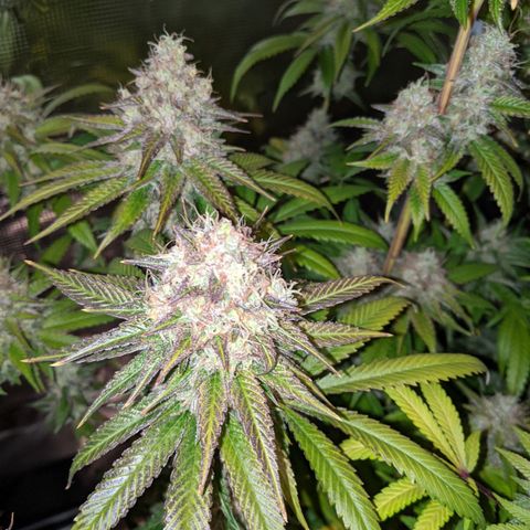 Humboldt Sour Diesel growlog timeline photo