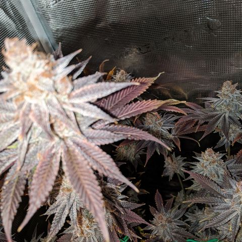 Pineapple Muffin growlog timeline photo