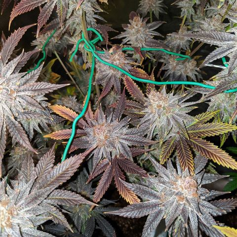 Pineapple Muffin growlog timeline photo