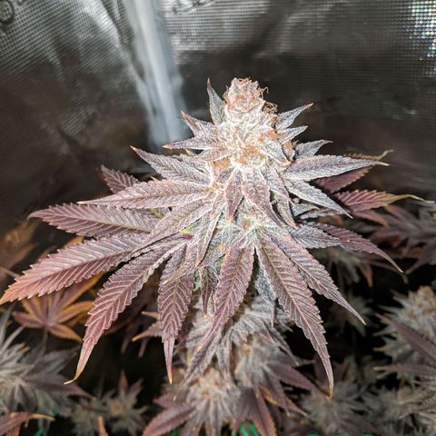 Pineapple Muffin growlog timeline photo
