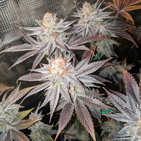 Pineapple Muffin growlog timeline photo