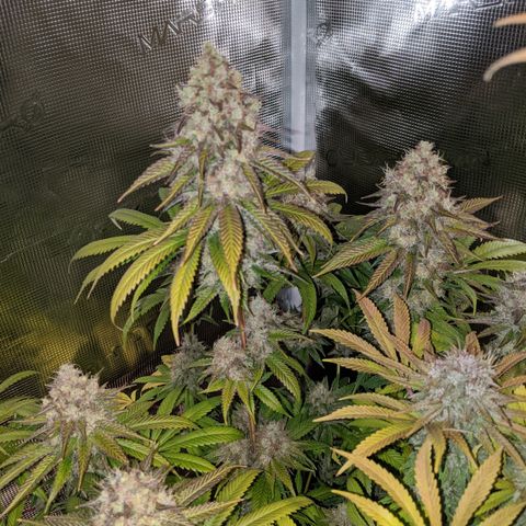 Humboldt Sour Diesel growlog timeline photo