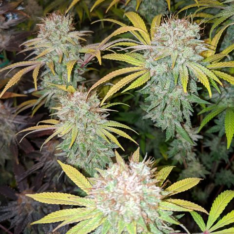 Humboldt Sour Diesel growlog timeline photo