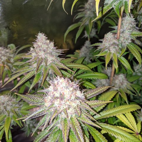 Humboldt Sour Diesel growlog timeline photo