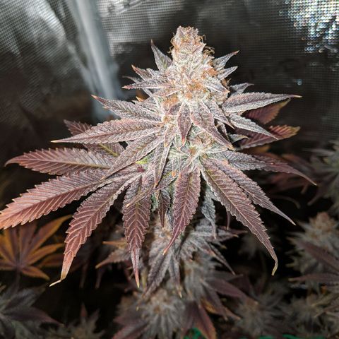 Pineapple Muffin growlog timeline photo