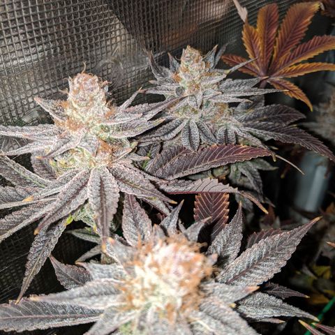 Pineapple Muffin growlog timeline photo