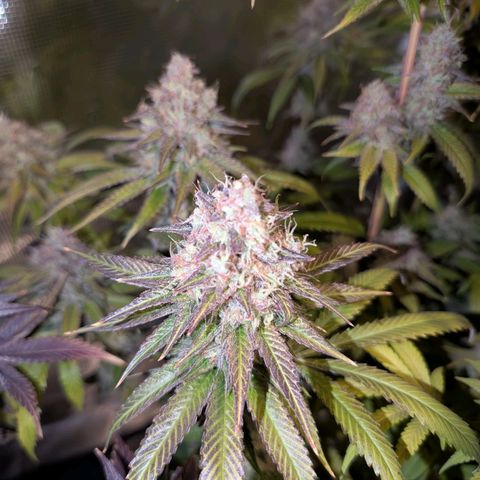 Humboldt Sour Diesel growlog timeline photo
