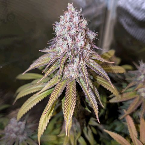 Humboldt Sour Diesel growlog timeline photo