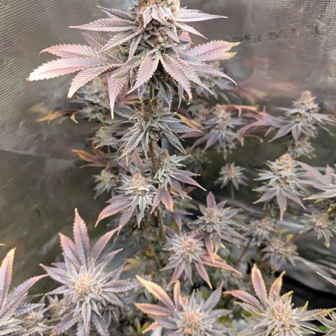 Pineapple Muffin growlog timeline photo