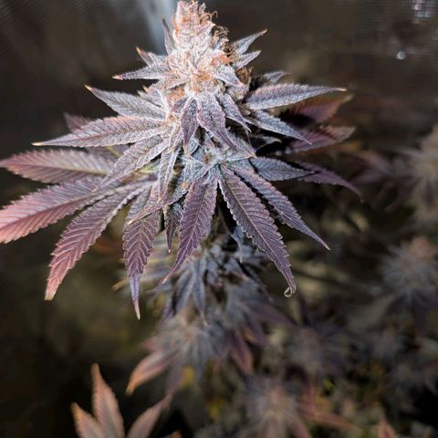 Pineapple Muffin growlog timeline photo