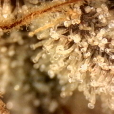 Pineapple Muffin growlog timeline photo