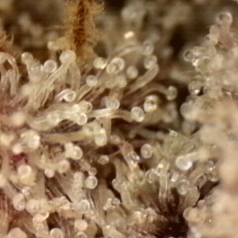 Pineapple Muffin growlog timeline photo