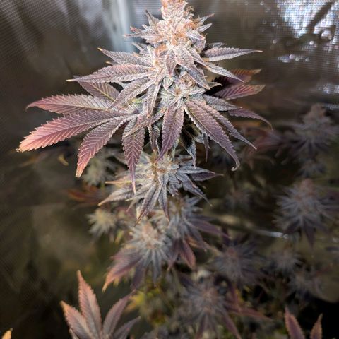 Pineapple Muffin growlog timeline photo