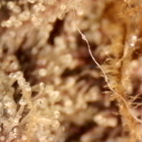Pineapple Muffin growlog timeline photo