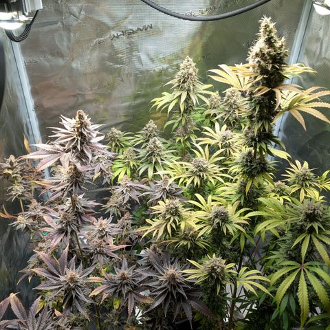 Pineapple Muffin growlog photo: Gesamtansicht..