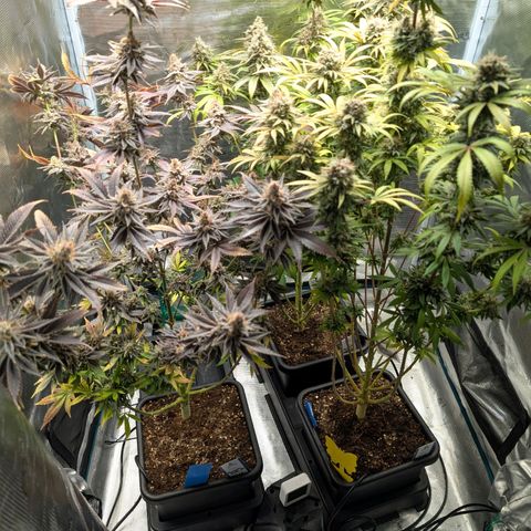 Pineapple Muffin growlog photo: Gesamtansicht..