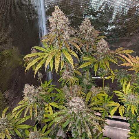 Humboldt Sour Diesel growlog timeline photo