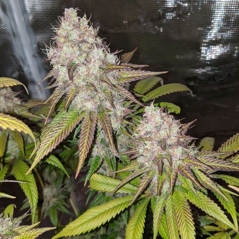 Humboldt Sour Diesel growlog timeline photo