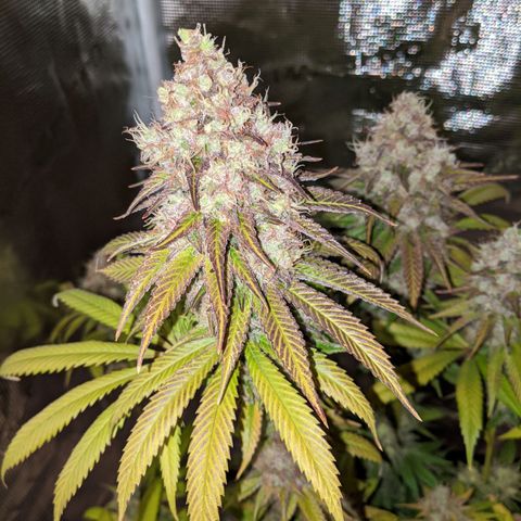 Humboldt Sour Diesel growlog timeline photo