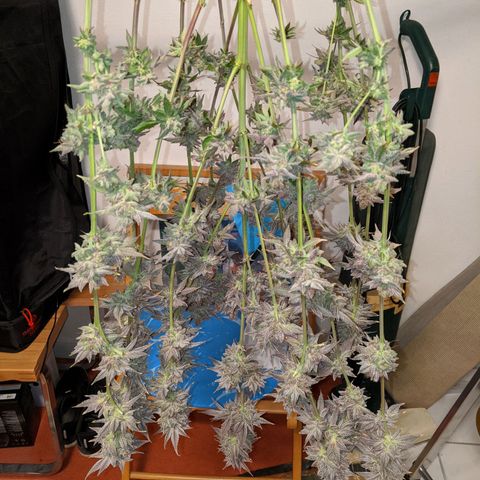 Pineapple Muffin growlog photo: Geerntet