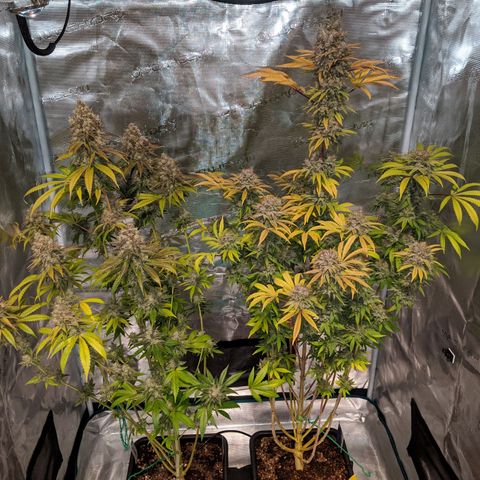 Pineapple Muffin growlog photo: Gesamtübersicht.... 