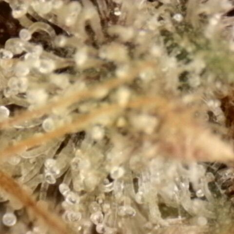 Pineapple Muffin growlog timeline photo