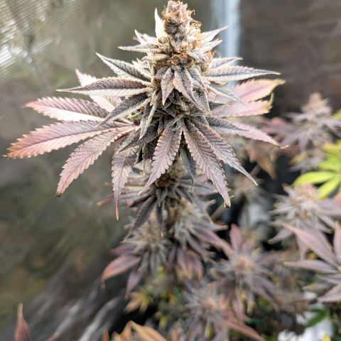 Pineapple Muffin growlog timeline photo