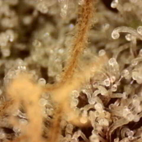 Pineapple Muffin growlog timeline photo