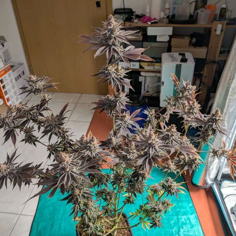 Pineapple Muffin growlog timeline photo