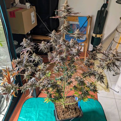 Pineapple Muffin growlog timeline photo