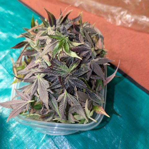 Pineapple Muffin growlog timeline photo