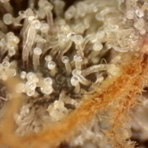 Pineapple Muffin growlog timeline photo