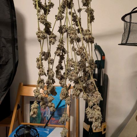 Pineapple Muffin growlog photo: Fast fertig getrocknet 