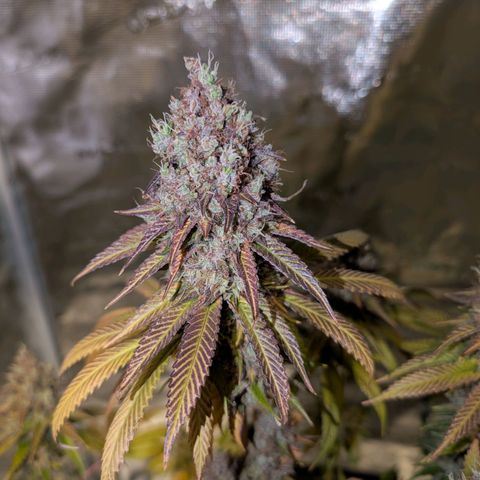 Humboldt Sour Diesel growlog photo: Wird am Wochenende geerntet
