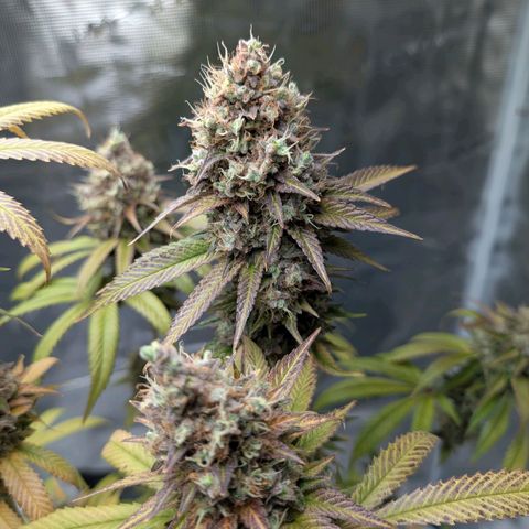 Humboldt Sour Diesel growlog photo: Wird am Wochenende geerntet
