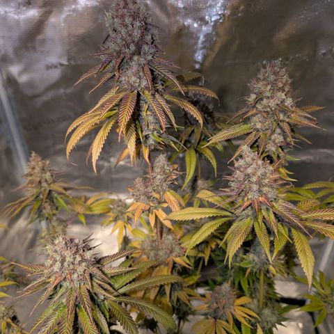 Humboldt Sour Diesel growlog photo: Wird am Wochenende geerntet