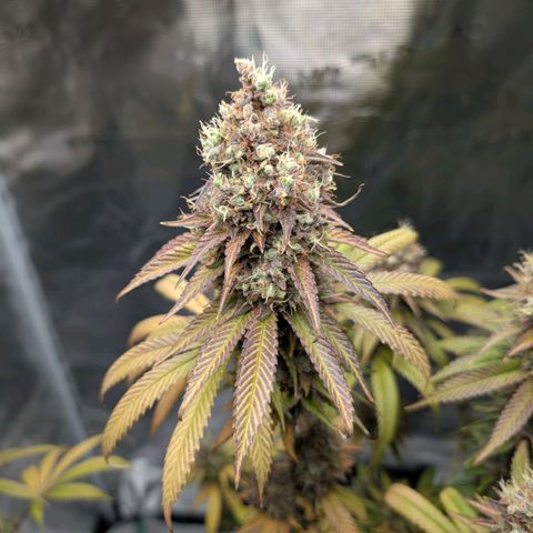 Humboldt Sour Diesel growlog photo: Wird am Wochenende geerntet