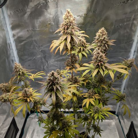 Humboldt Sour Diesel growlog photo: Wird am Wochenende geerntet