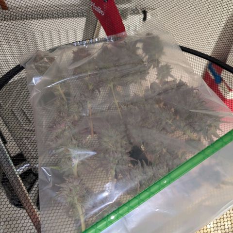 Humboldt Sour Diesel growlog photo: Geerntet und in DryFerm Beutel gepackt....