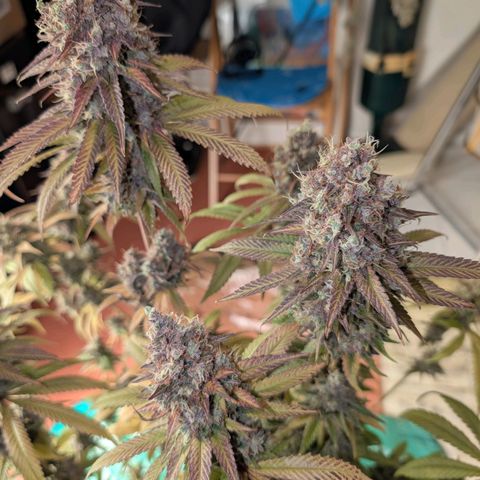 Humboldt Sour Diesel growlog photo: Geerntet und in DryFerm Beutel gepackt....
