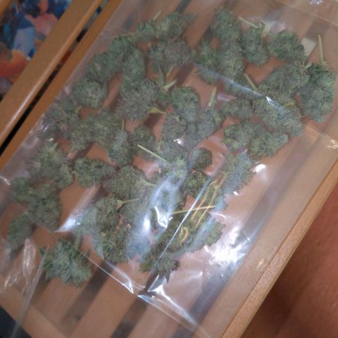 Humboldt Sour Diesel growlog photo: Geerntet und in DryFerm Beutel gepackt....