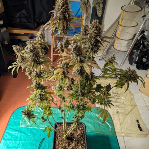 Humboldt Sour Diesel growlog photo: Geerntet und in DryFerm Beutel gepackt....