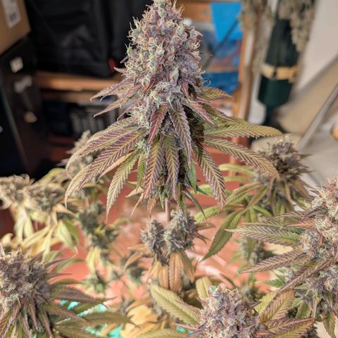 Humboldt Sour Diesel growlog photo: Geerntet und in DryFerm Beutel gepackt....
