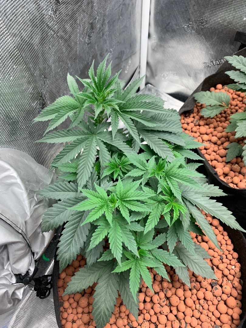 Tall maybe gelato growlog header