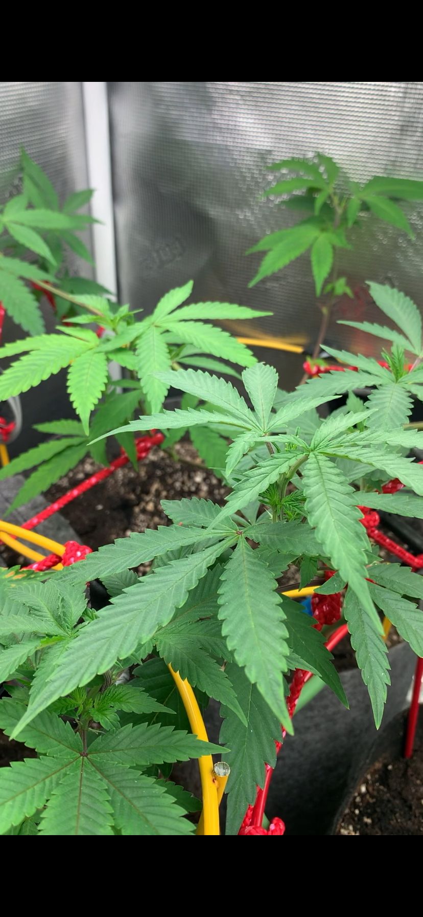 Jack Herer 10/7 #1 growlog header