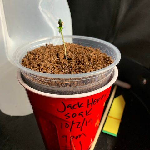Jack Herer 10/7 #1 growlog photo