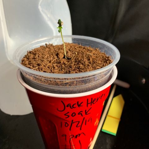 Jack Herer 10/7 #1 growlog photo